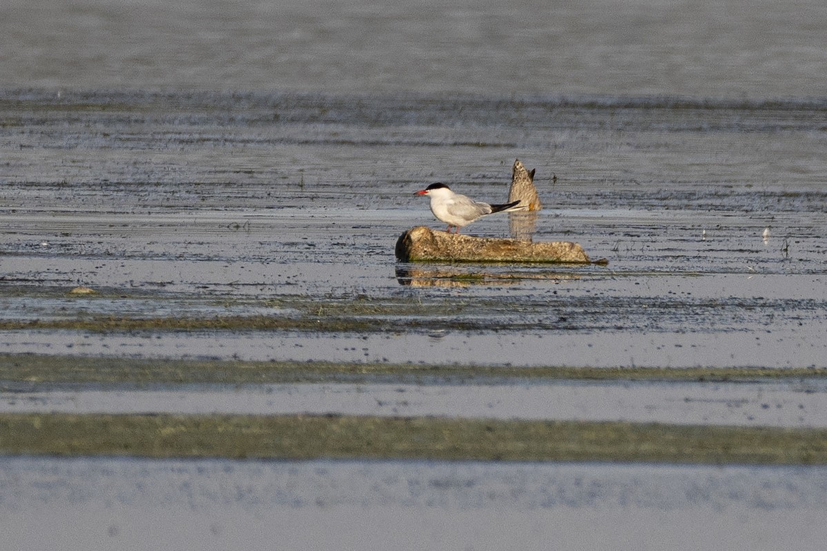 Common Tern - ML640224631