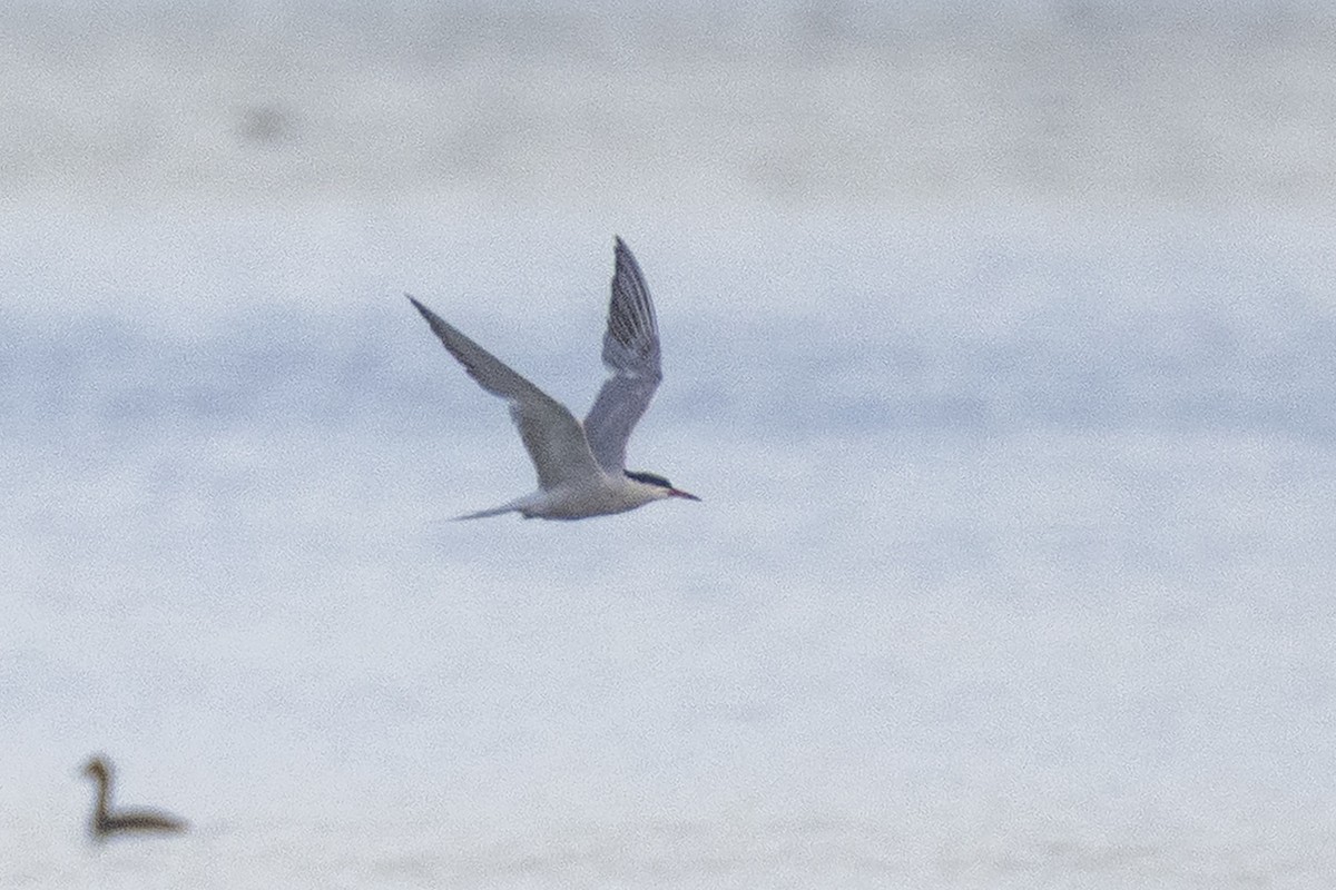 Common Tern - ML640224632
