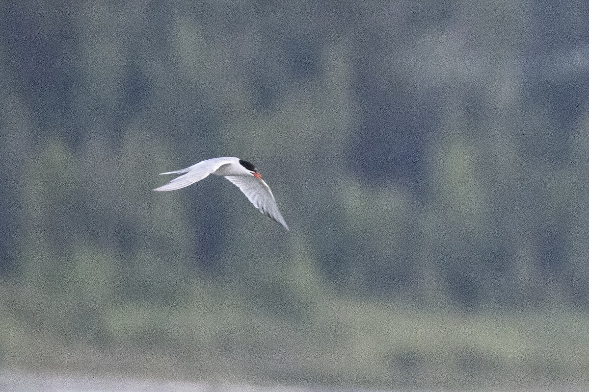 Common Tern - ML640224633