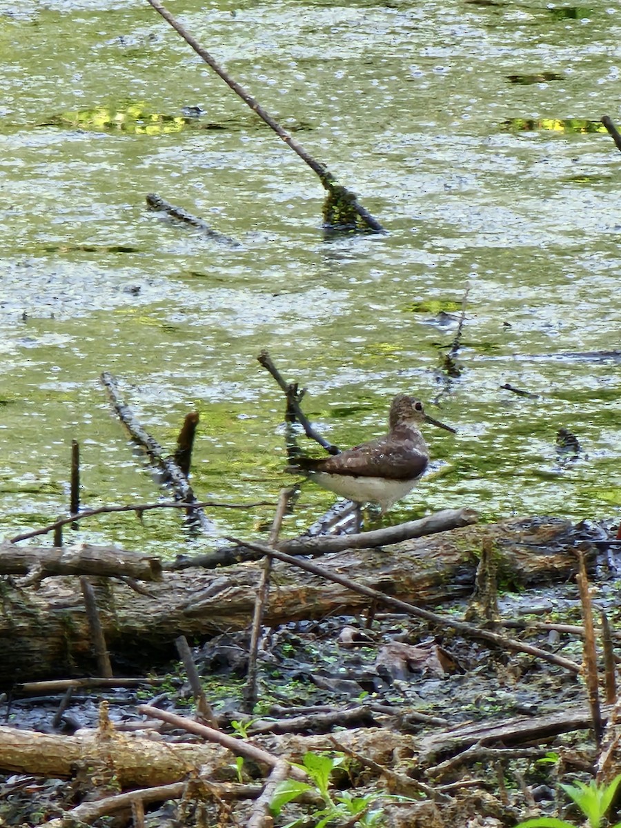 Solitary Sandpiper - ML640224639
