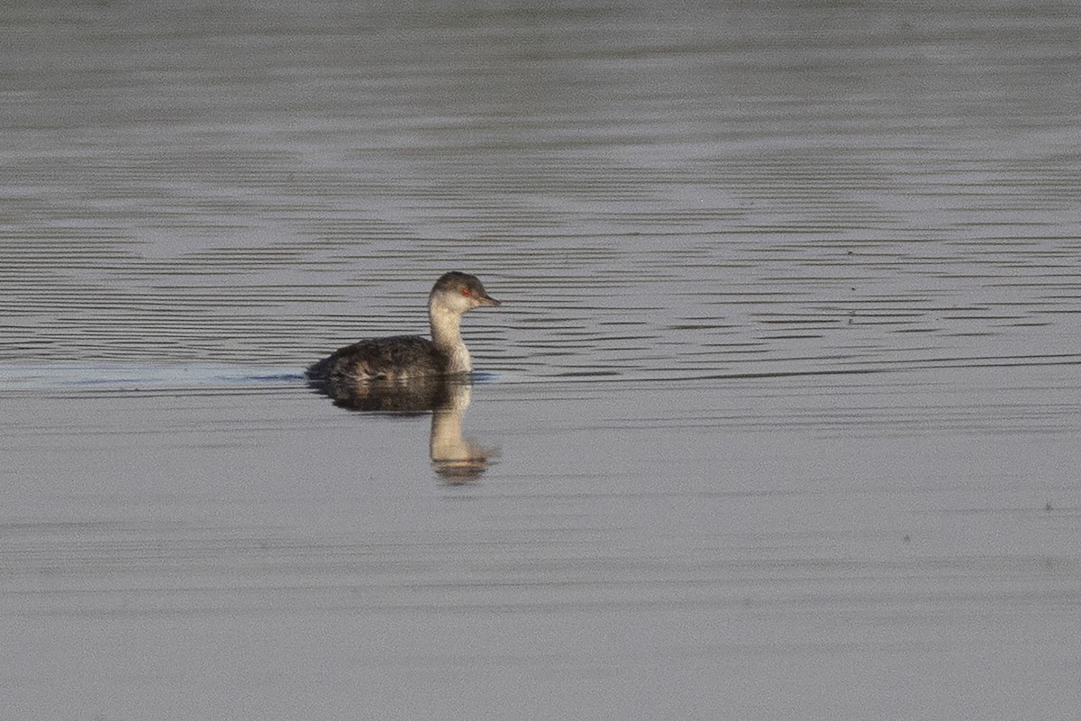 Horned Grebe - ML640224642