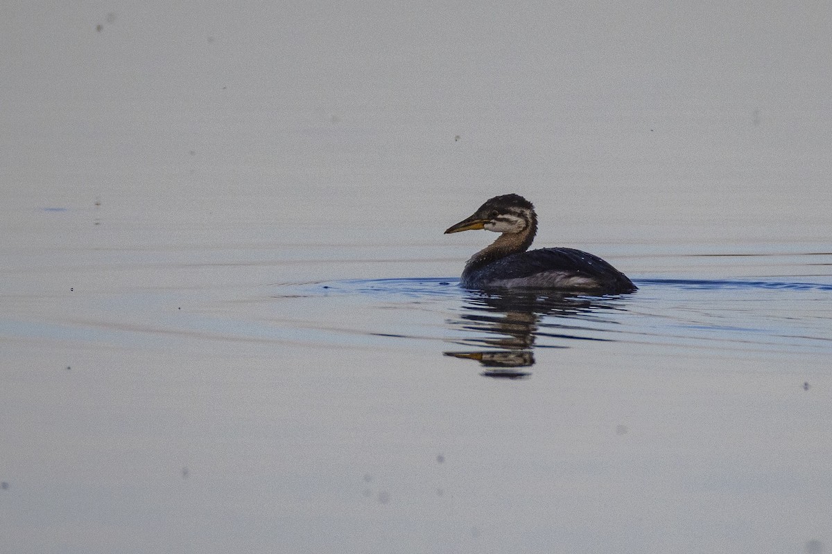 Red-necked Grebe - ML640224666