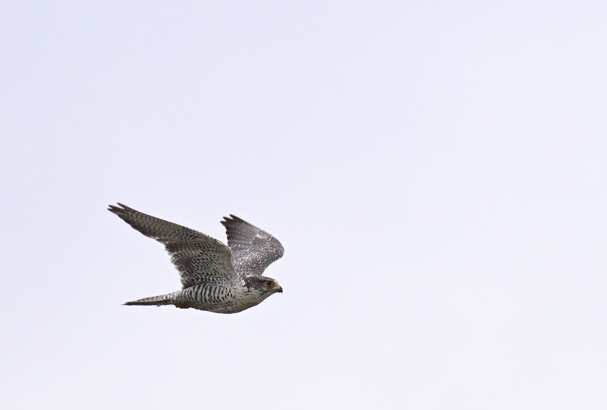 Gyrfalcon - ML640224731