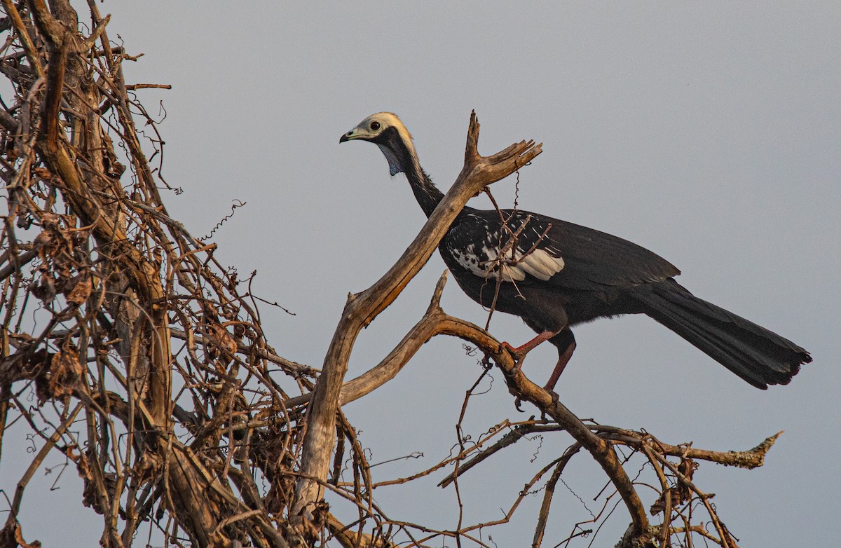 White-throated Piping-Guan - ML640224798