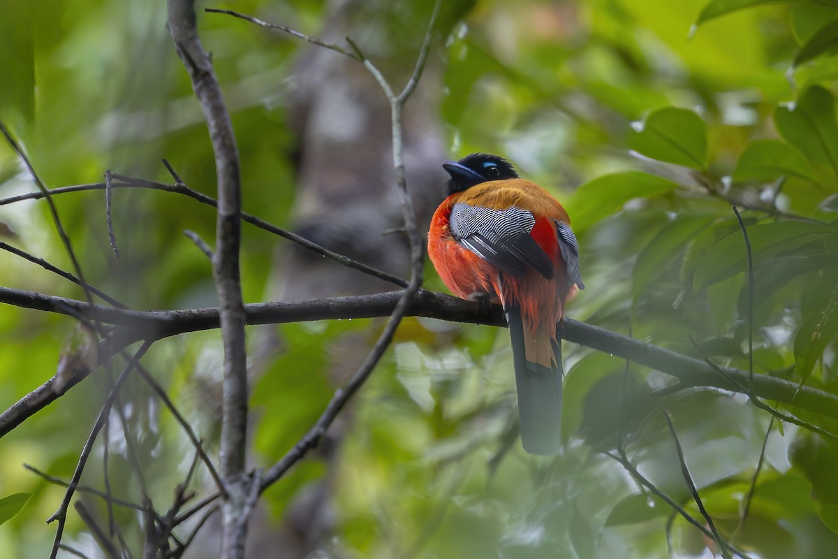 Rotbürzeltrogon - ML640224801