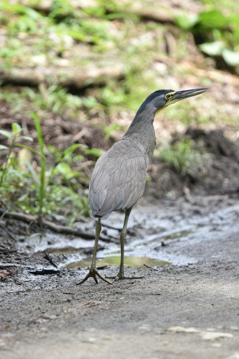 Bare-throated Tiger-Heron - ML640224829