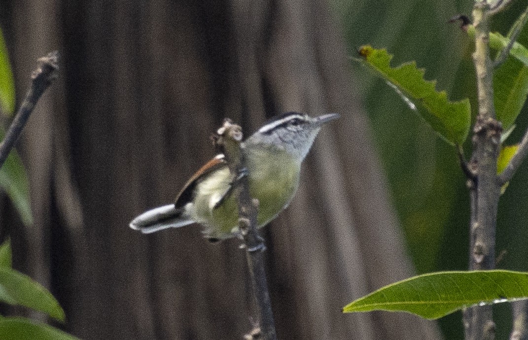 Rusty-winged Antwren - ML640224860