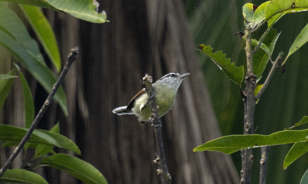 Rusty-winged Antwren - ML640224861