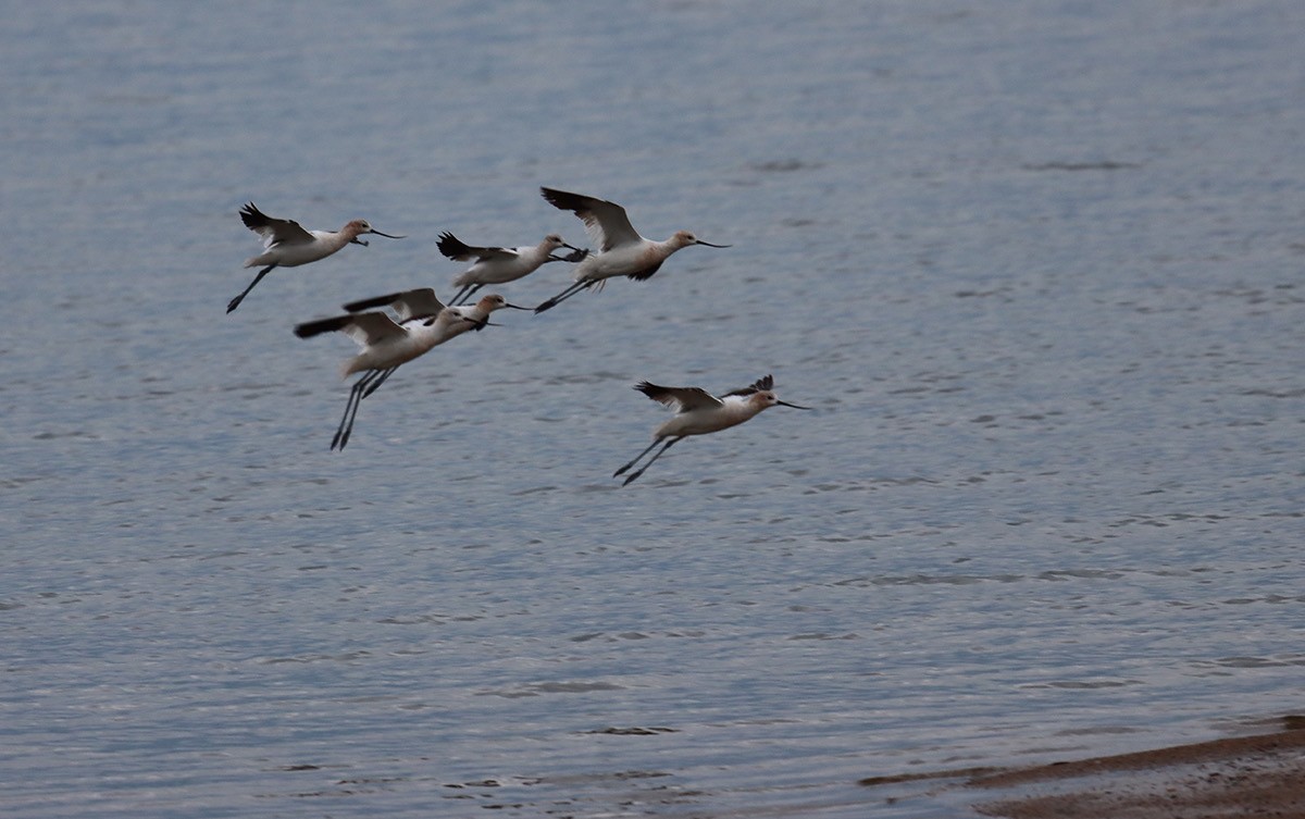 American Avocet - ML640224930