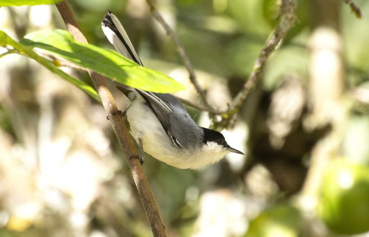 Gobemoucheron tropical (atricapilla) - ML640224955