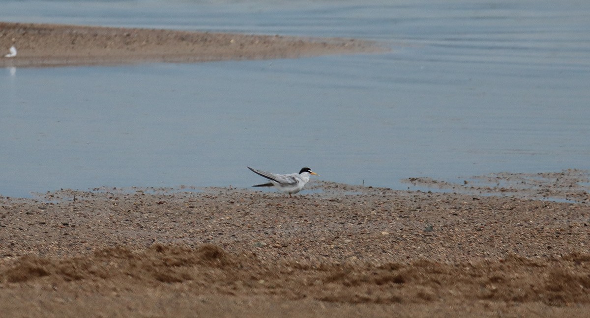 Least Tern - ML640224958