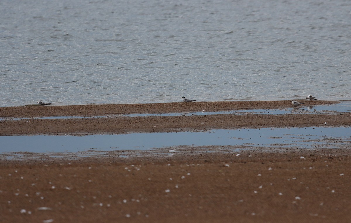 Least Tern - ML640224959