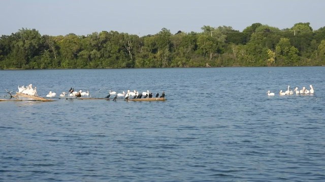 American White Pelican - ML640224964