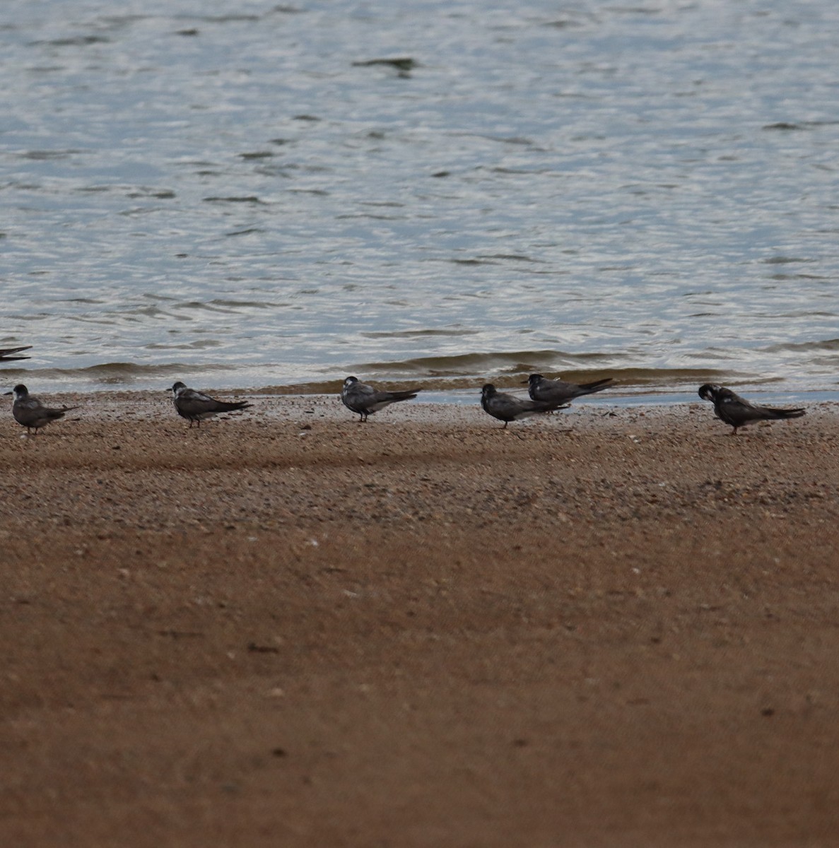 Black Tern - ML640224965