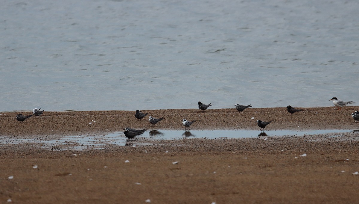 Common Tern - ML640224976