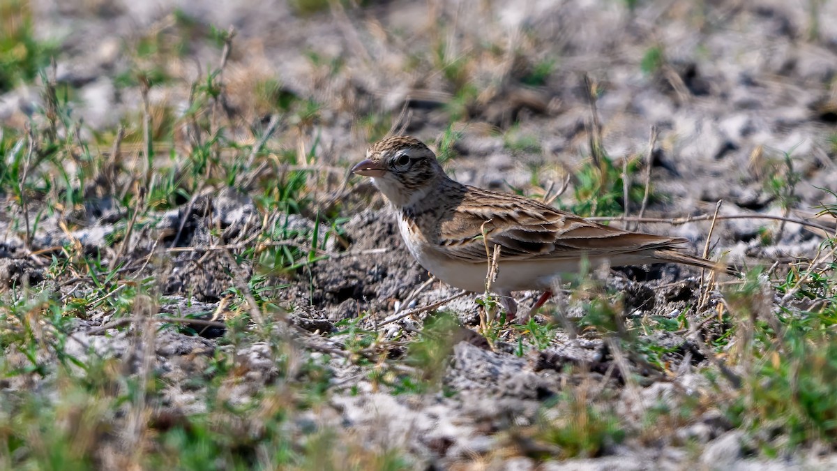 Hume's Lark - ML640224989