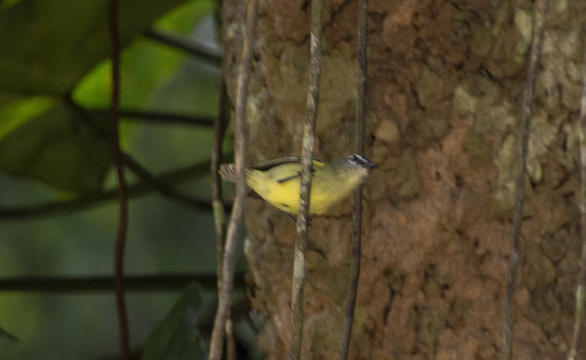 White-lored Tyrannulet - ML640225017