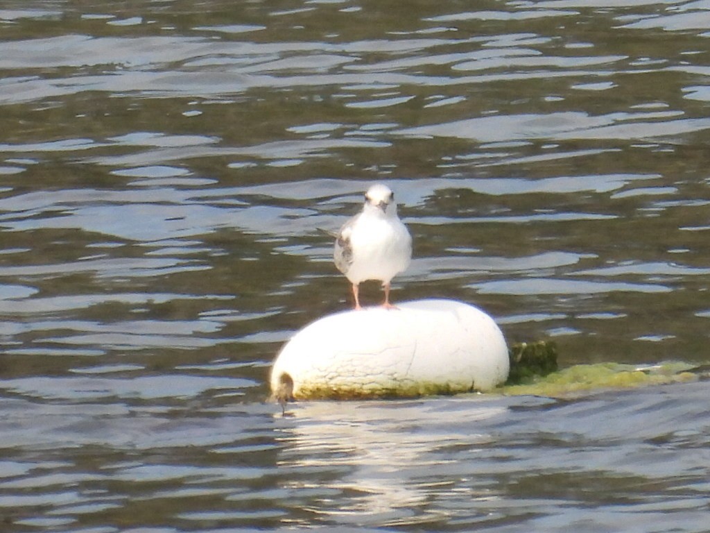 Common Tern - ML640225024
