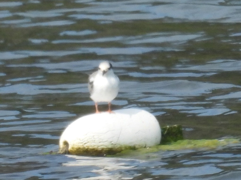 Common Tern - ML640225025