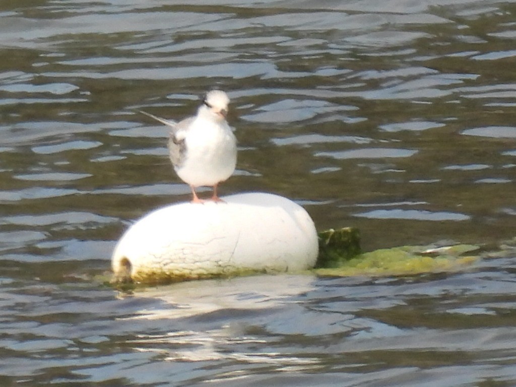 Common Tern - ML640225026