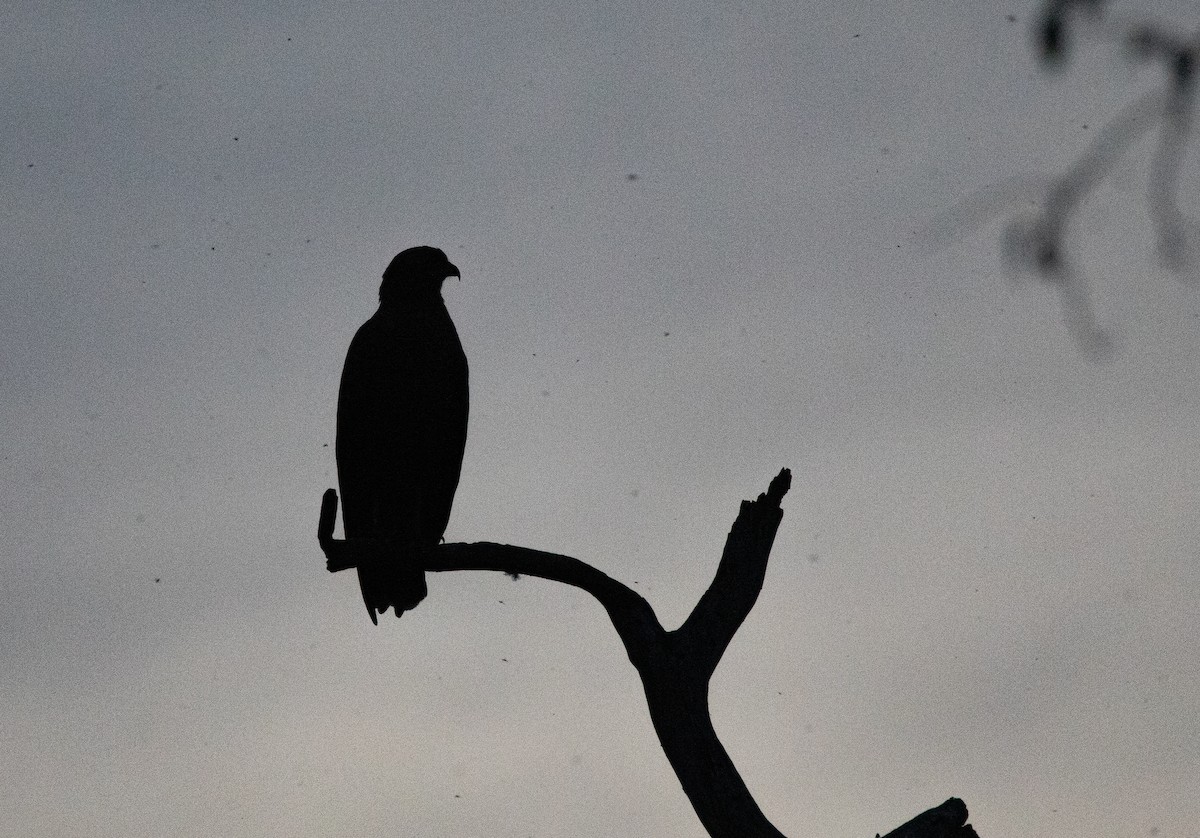 Great Black Hawk - ML640225043