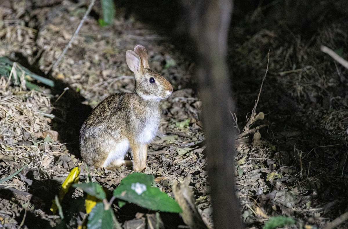 動物界 - ML640225066