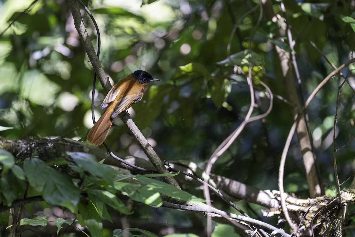 Malagasy Paradise-Flycatcher - ML640225071