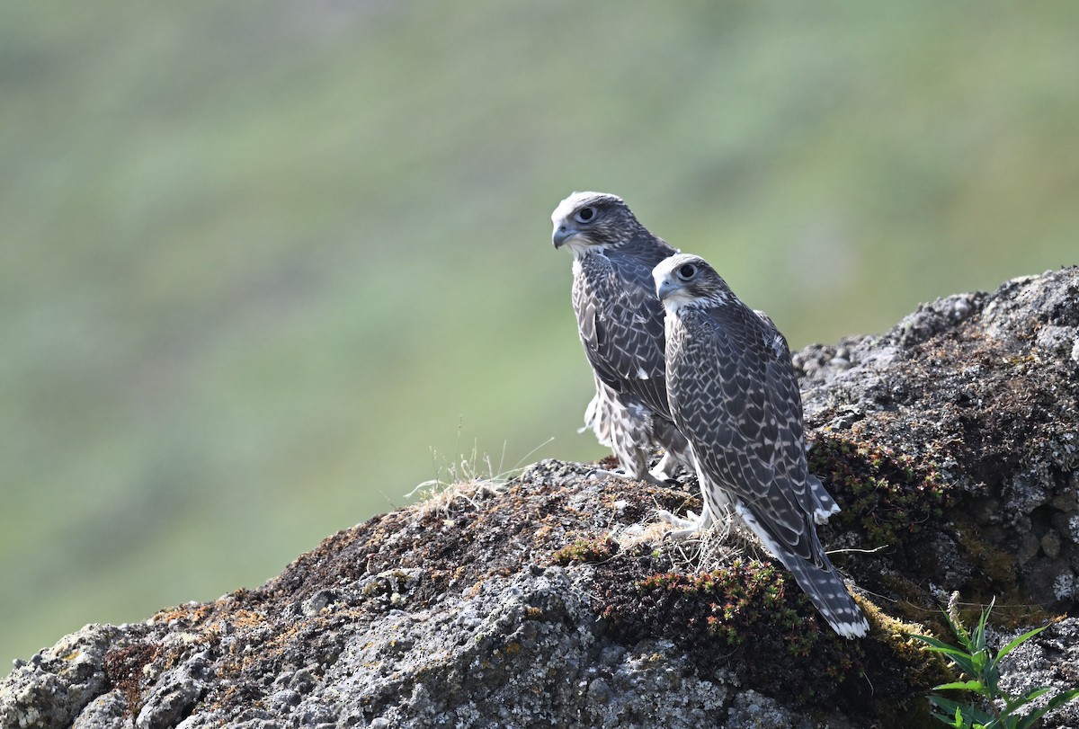 Gyrfalcon - ML640225122