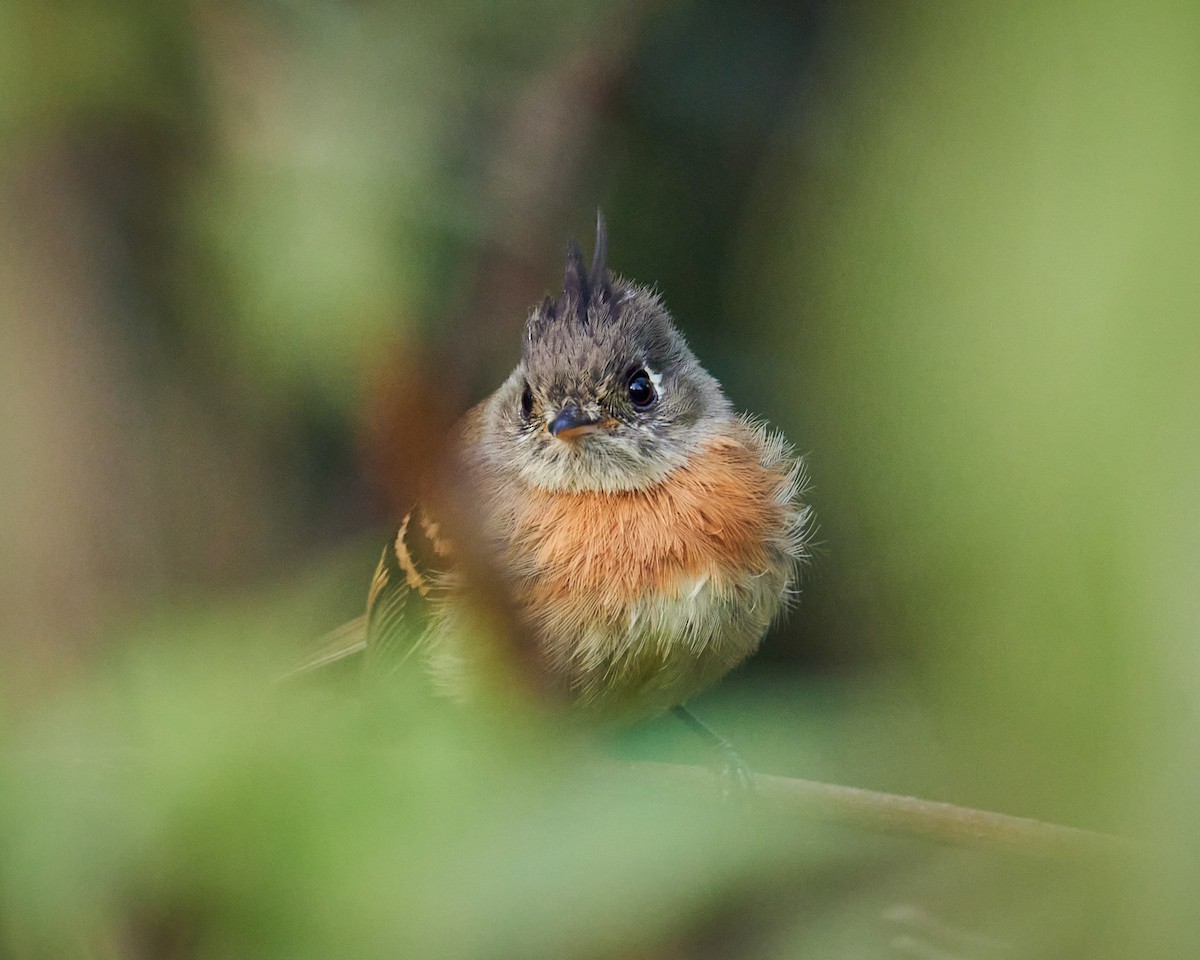 Belted Flycatcher - ML640225124