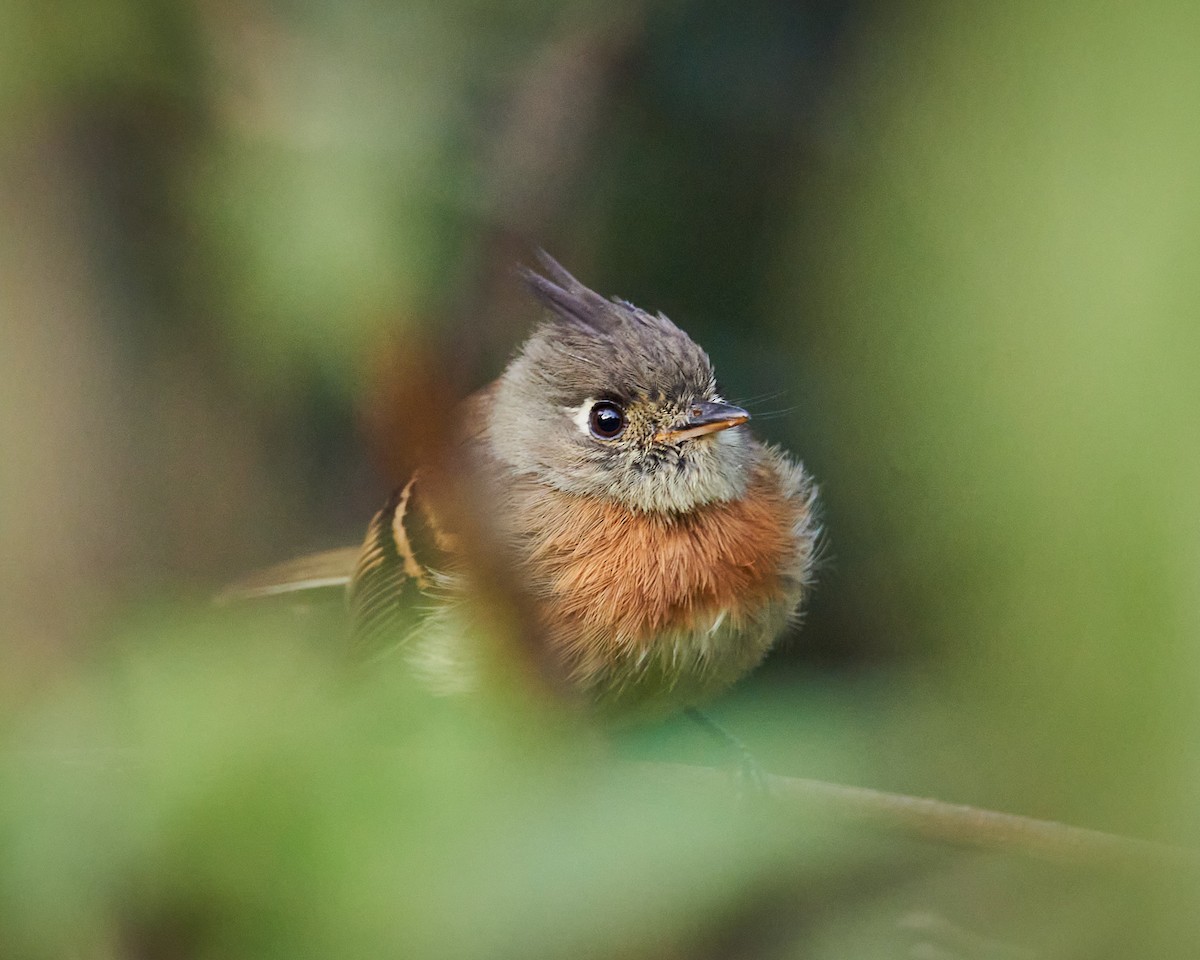 Belted Flycatcher - ML640225127
