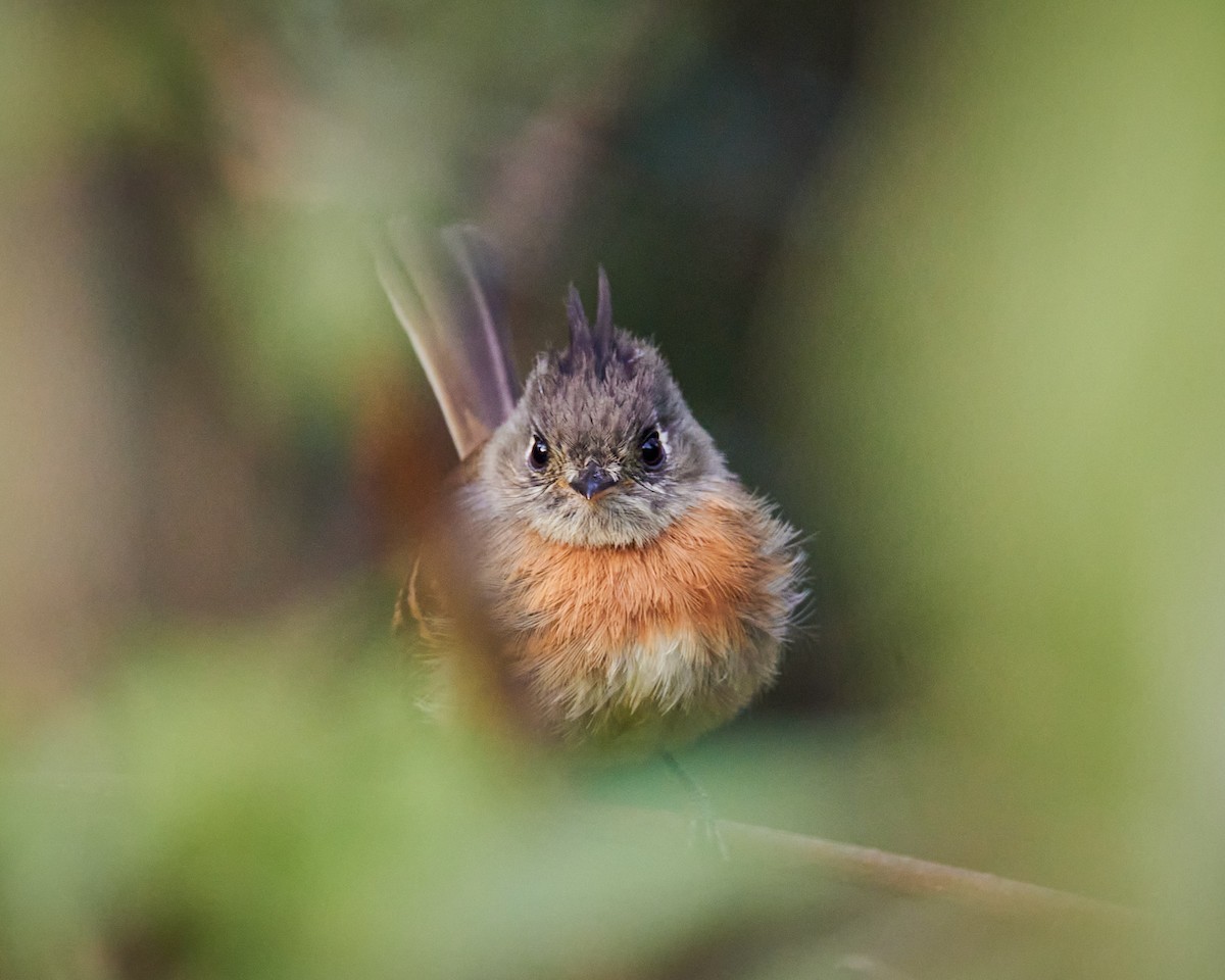 Belted Flycatcher - ML640225137