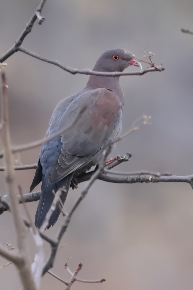 Peruvian Pigeon - ML640225139