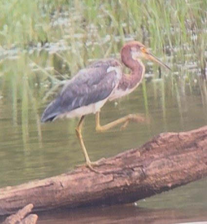 Tricolored Heron - ML640225140