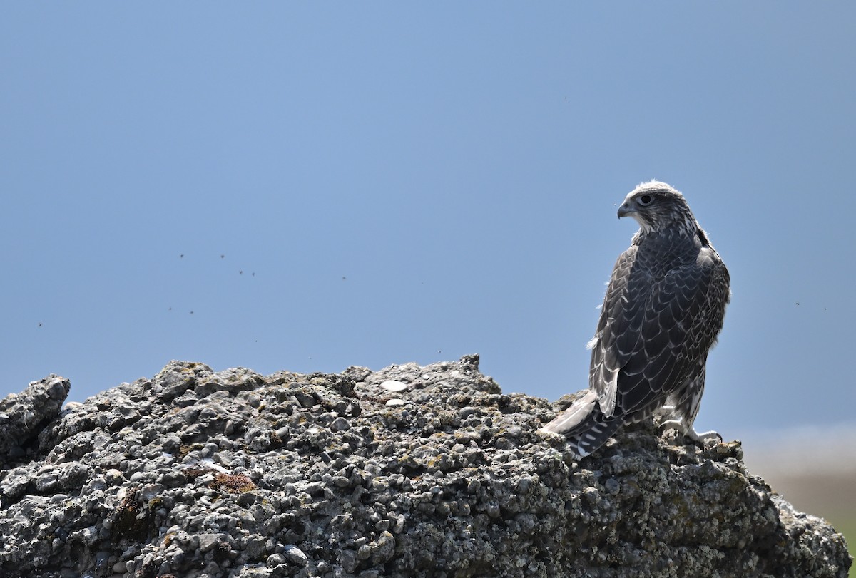 Gyrfalcon - ML640225163