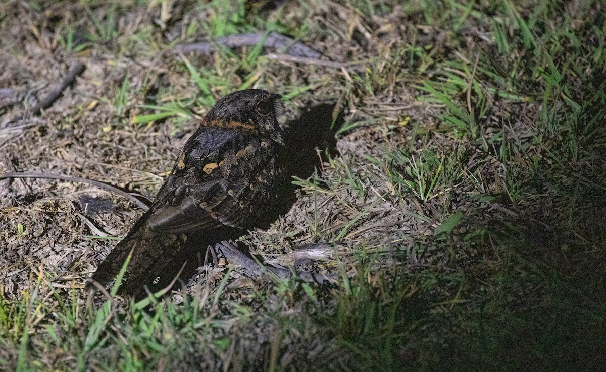 オオヨタカ - ML640225175