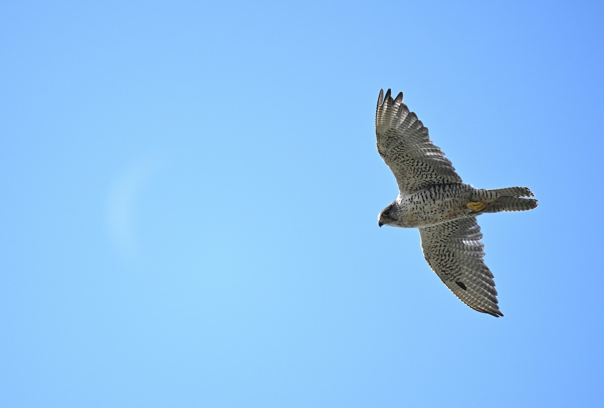 Gyrfalcon - ML640225194