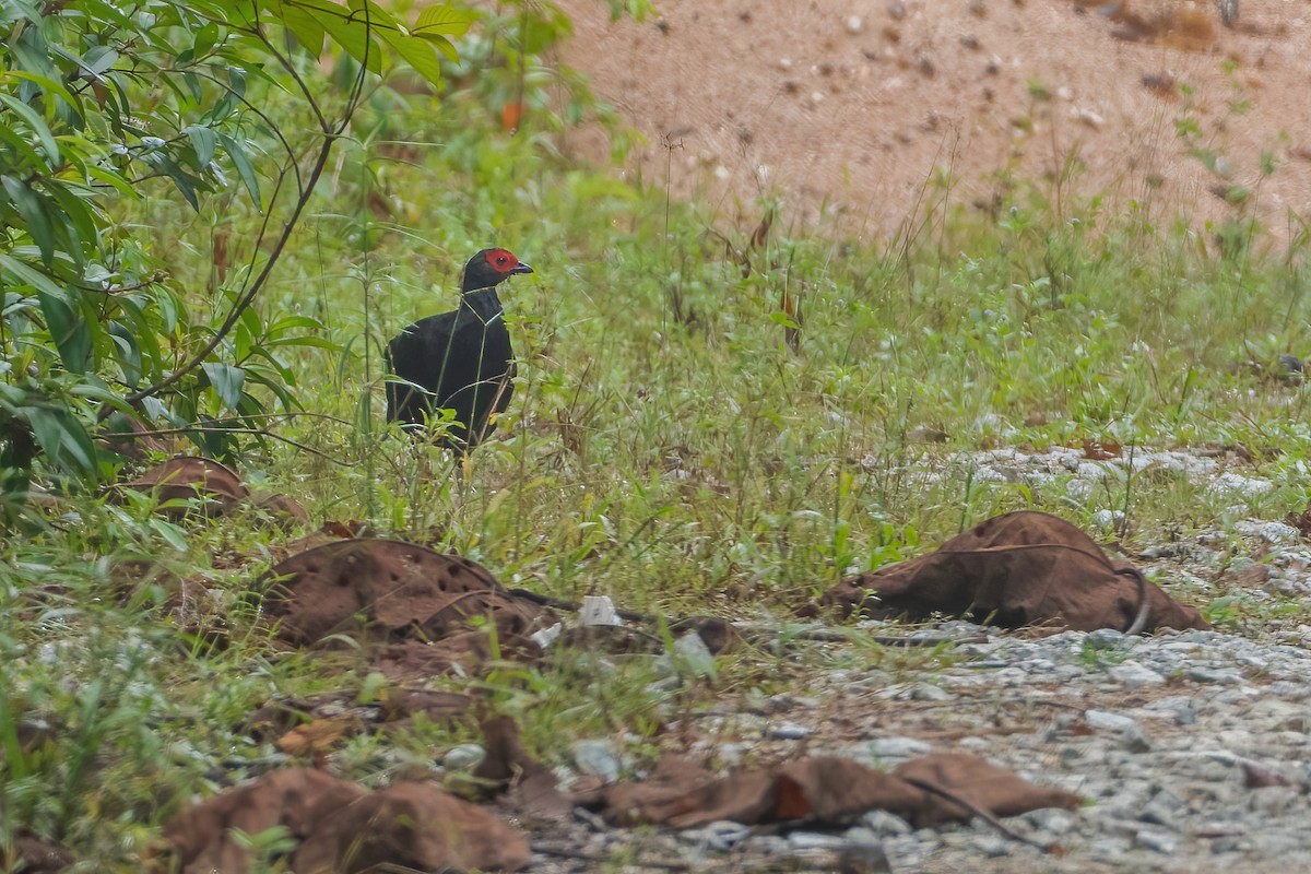 Malayan Crestless Fireback - ML640225232