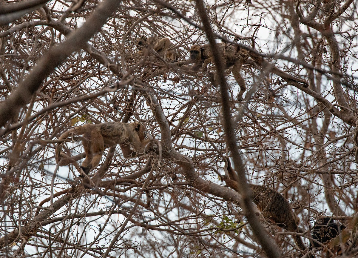 動物界 - ML640225234