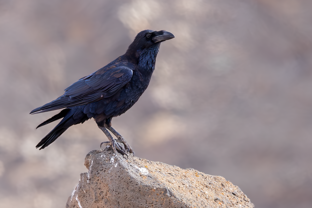 Common Raven - ML640225360