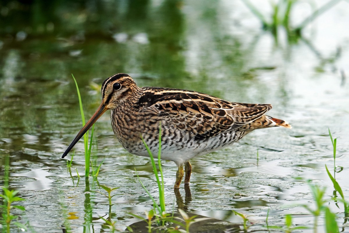 Latham's Snipe - ML640225387