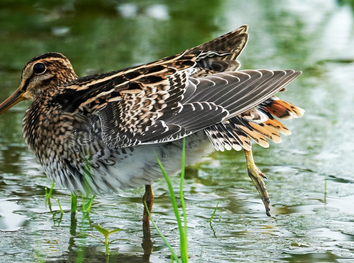Latham's Snipe - ML640225403