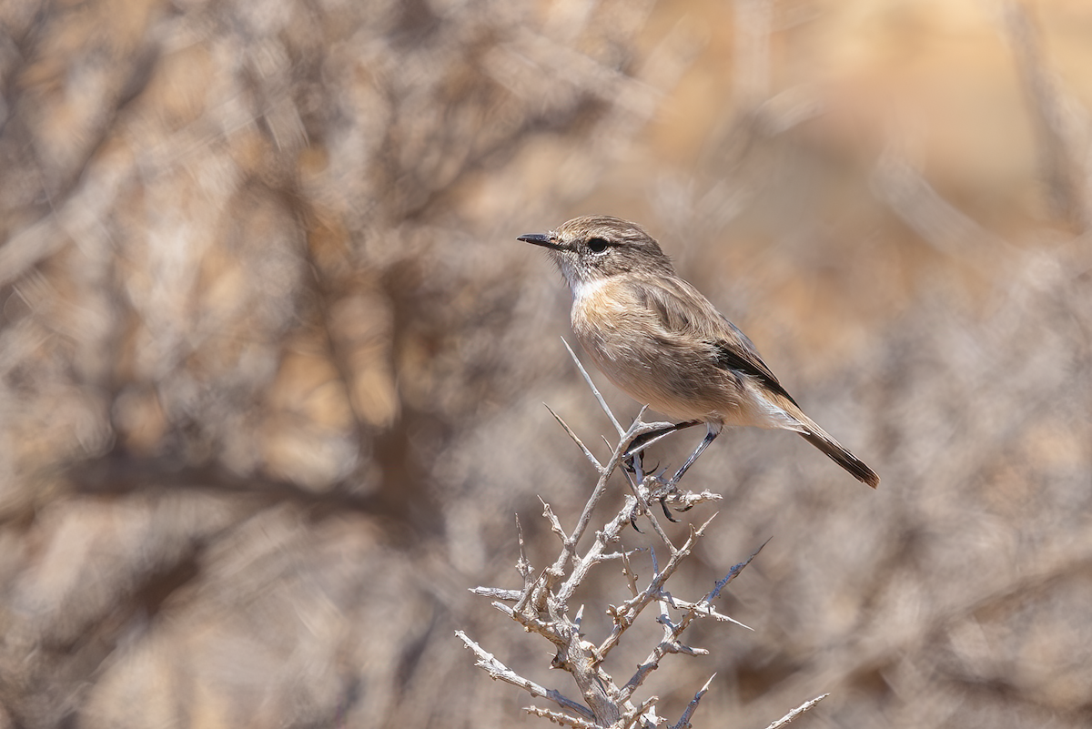 Fuerteventura Stonechat - ML640225486