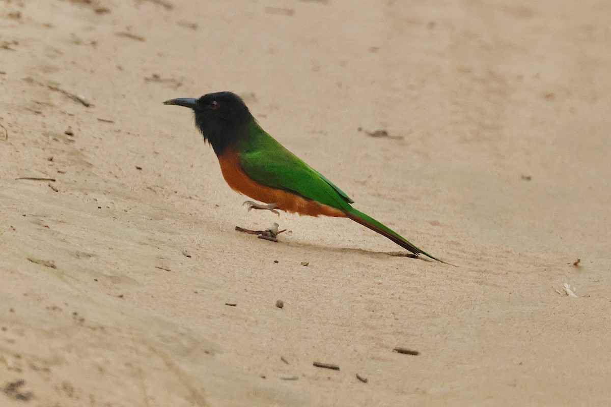 Black-headed Bee-eater - ML640225619