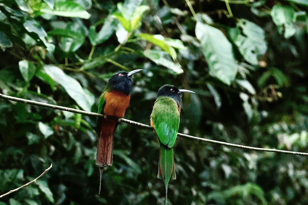 Black-headed Bee-eater - ML640225620