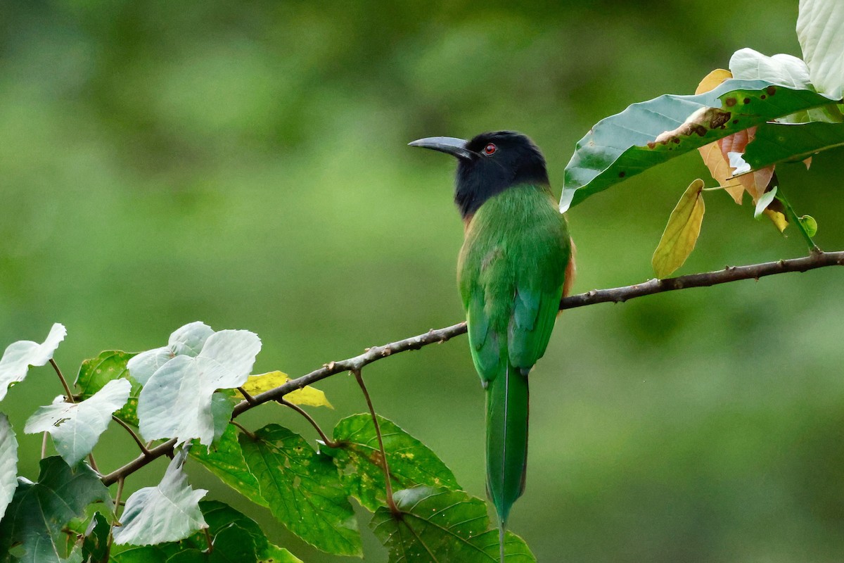 Black-headed Bee-eater - ML640225621