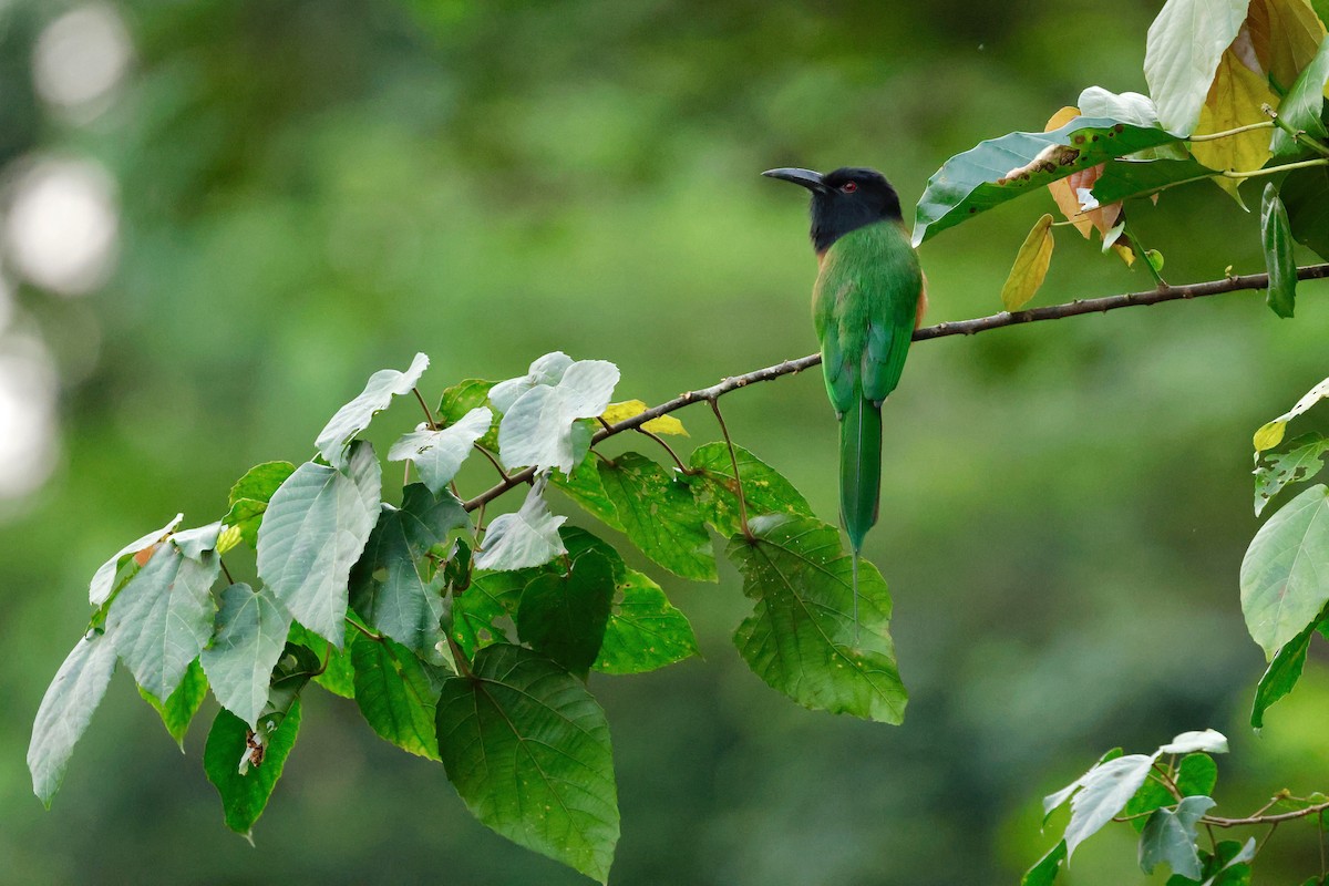 Black-headed Bee-eater - ML640225623