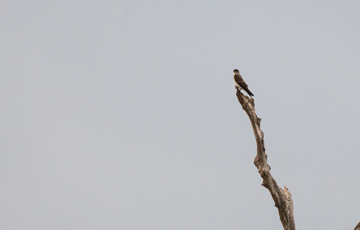 チャムネツバメ - ML640225664