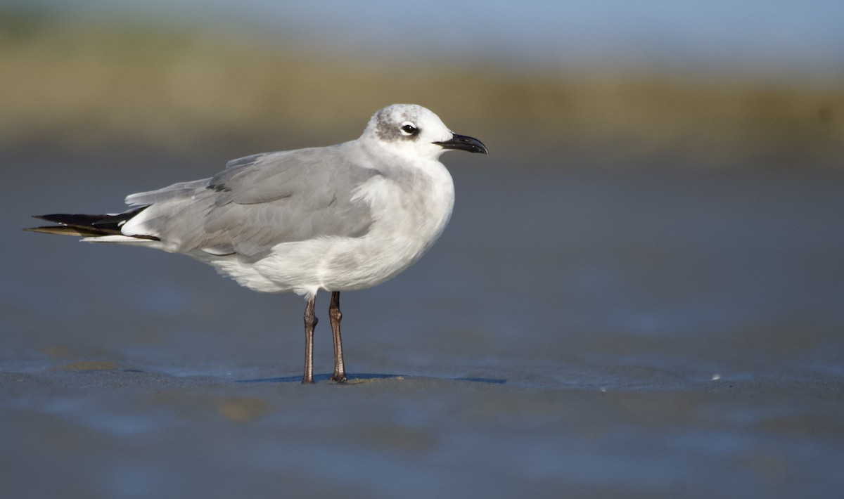 Laughing Gull - ML640225808