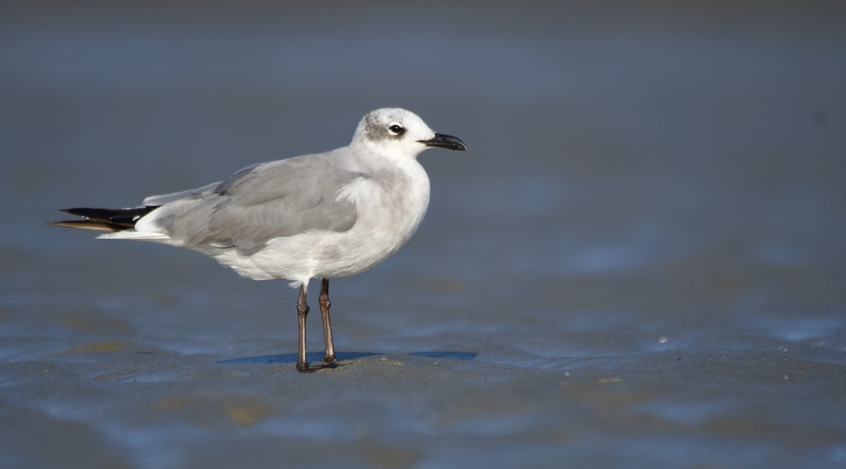 Laughing Gull - ML640225809