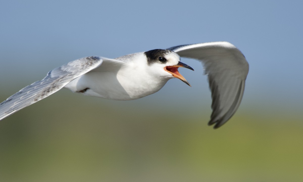 Common Tern - ML640225819